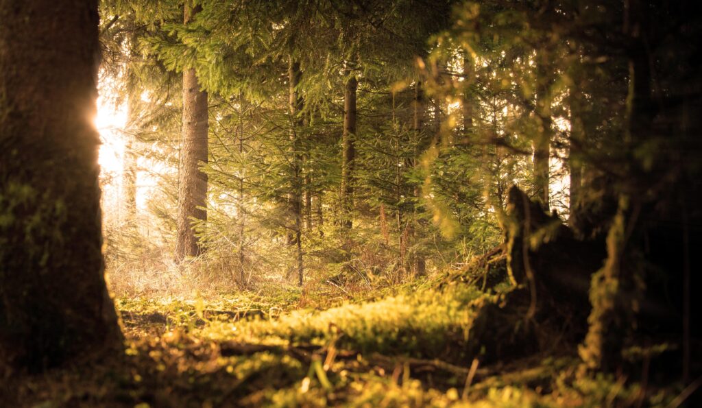 Wald von Sonnenstrahlen erleuchtet